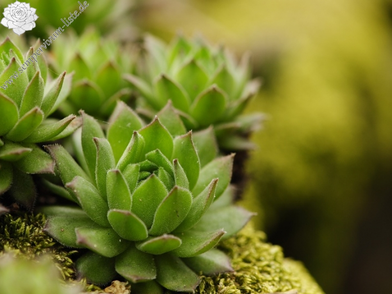 montanum ssp. heterophyllum from Makovište