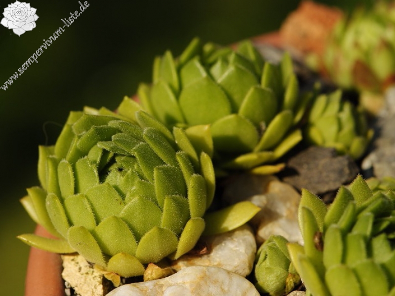 montanum ssp. heterophyllum from Makovište