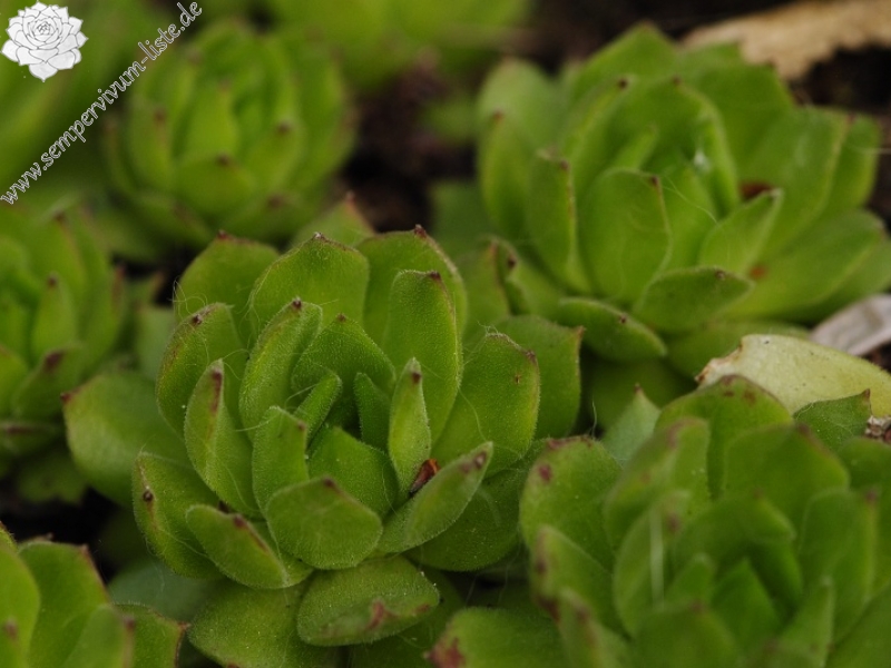 montanum ssp. heterophyllum from Sivý kameň, Felsen