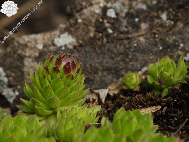 montanum ssp. heterophyllum from Sivý kameň, Felsen