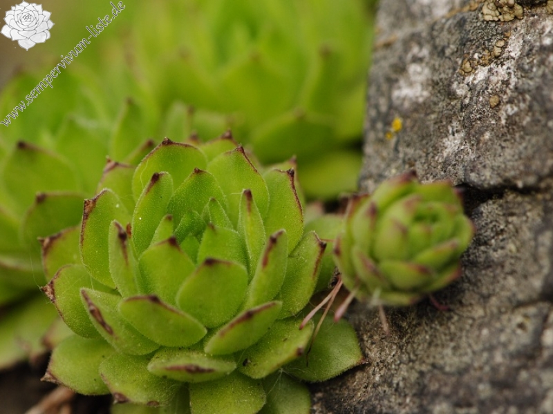 montanum ssp. heterophyllum from Sivý kameň, Felsen