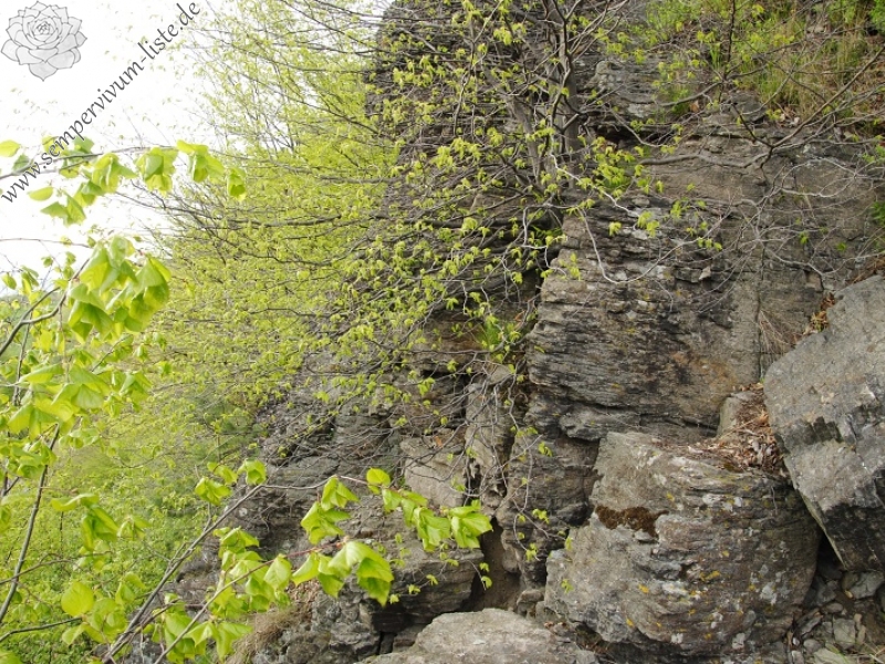 montanum ssp. heterophyllum from Sivý kameň, Felsen