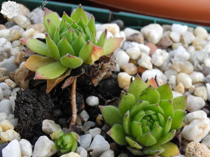 montanum ssp. heterophyllum from Stará Kremnička