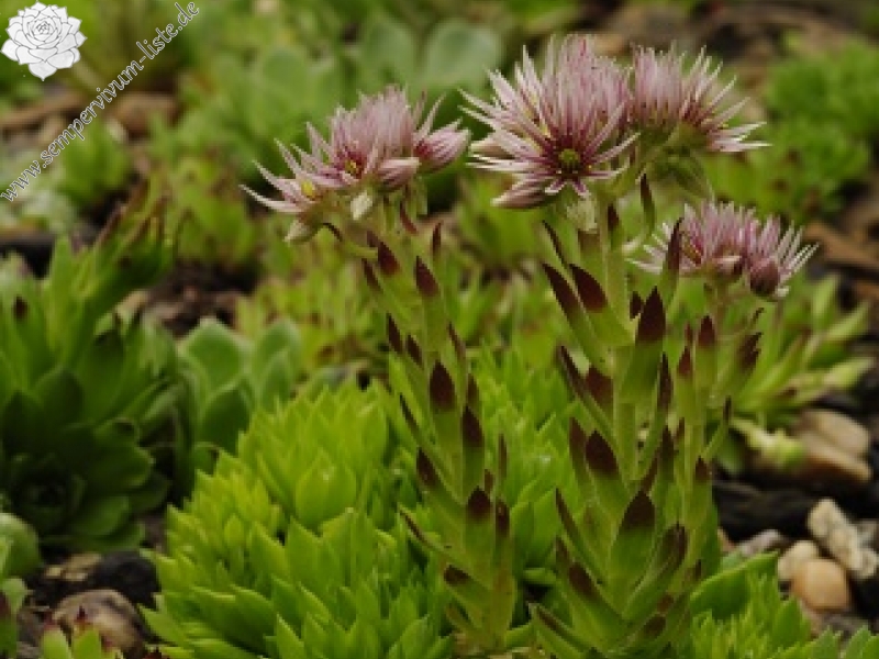 montanum ssp. heterophyllum from Stará Kremnička