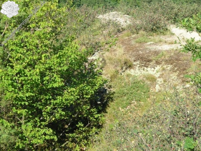 montanum ssp. heterophyllum from Stará Kremnička