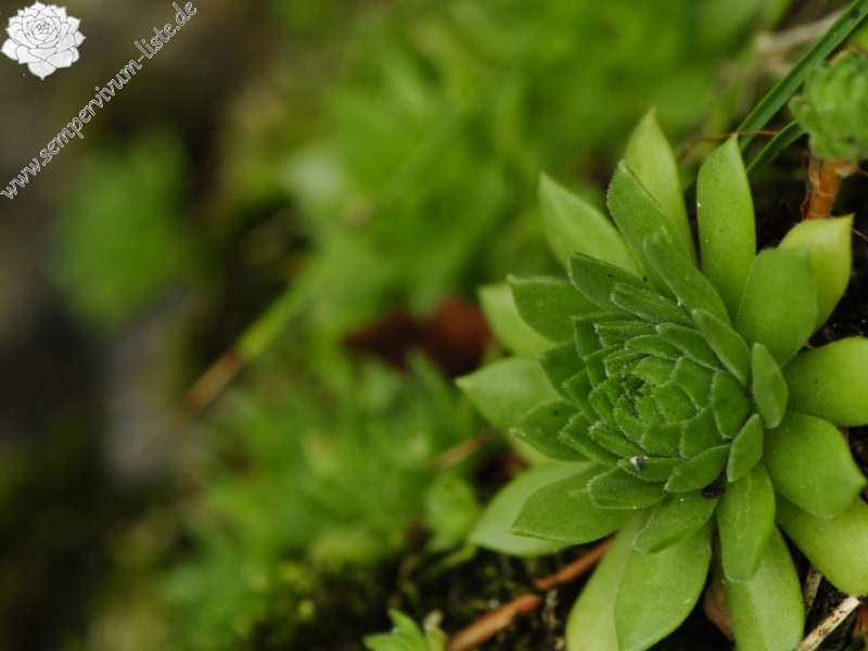 montanum ssp. heterophyllum from Starý hrad