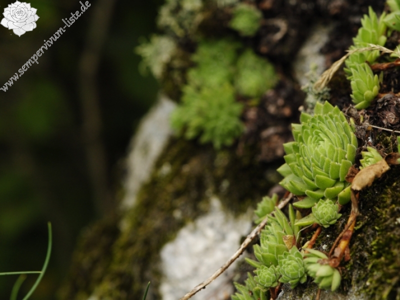 montanum ssp. heterophyllum from Starý hrad
