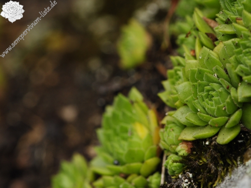 montanum ssp. heterophyllum from Starý hrad