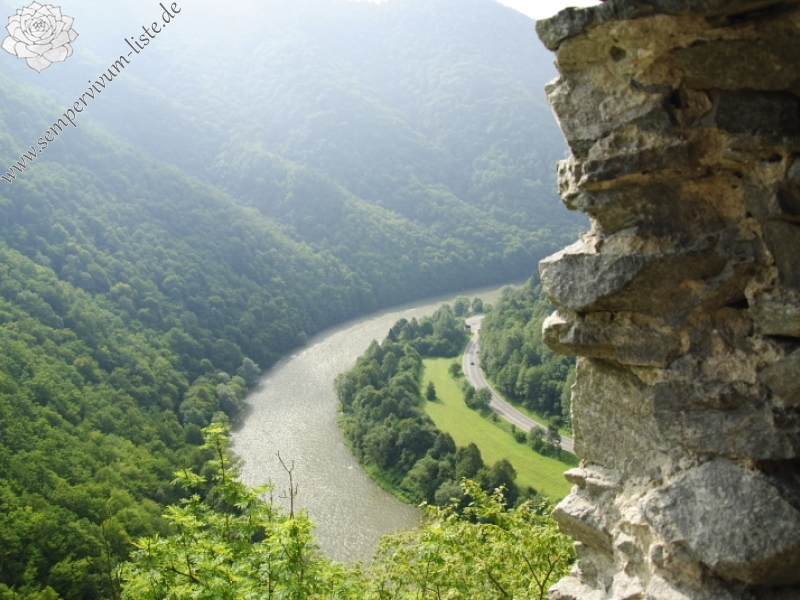 montanum ssp. heterophyllum from Starý hrad