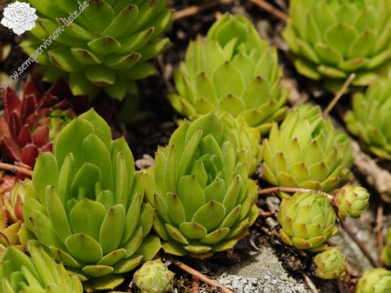 montanum ssp. heterophyllum from Žarnov