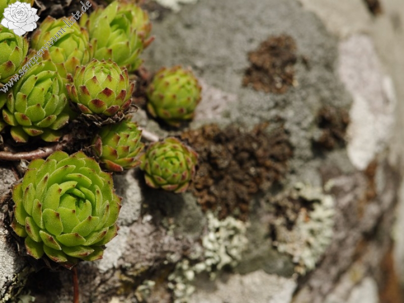 montanum ssp. heterophyllum from Žarnov