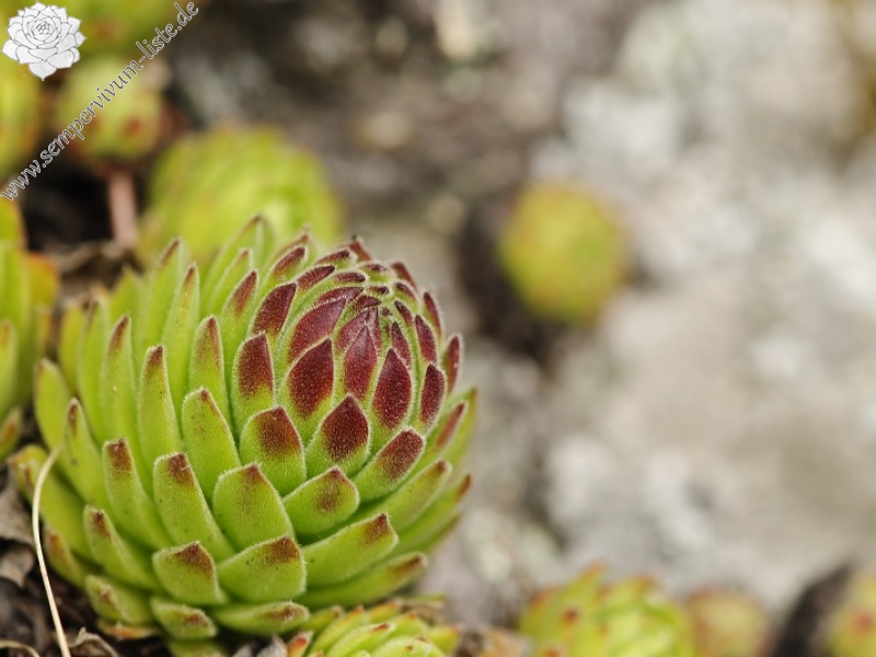montanum ssp. heterophyllum from Žarnov