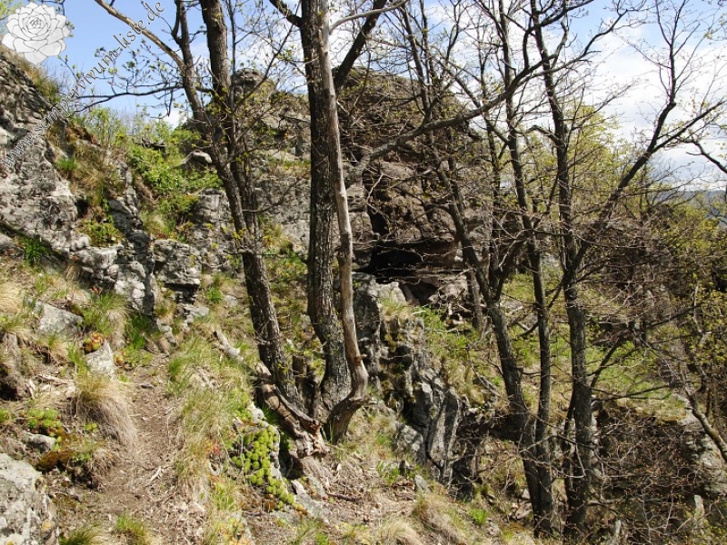 montanum ssp. heterophyllum from Žarnov