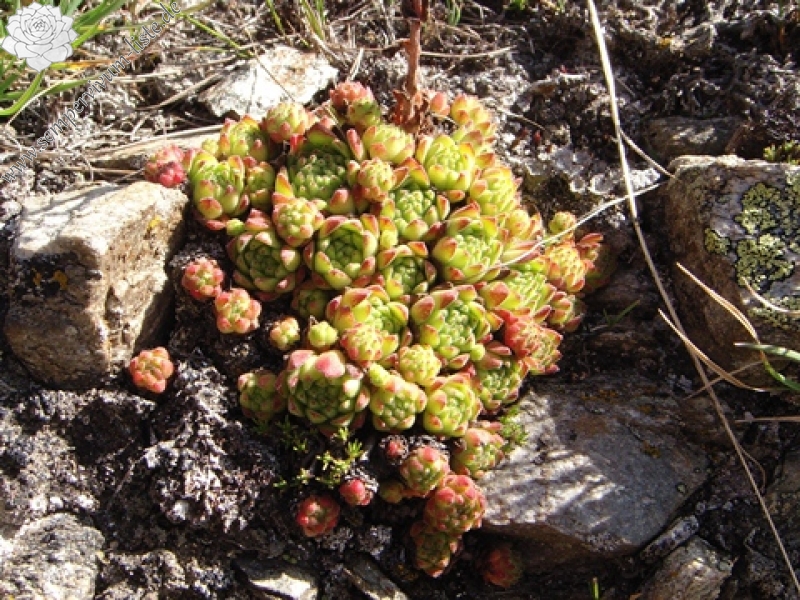 montanum ssp. montanum from Berninapass