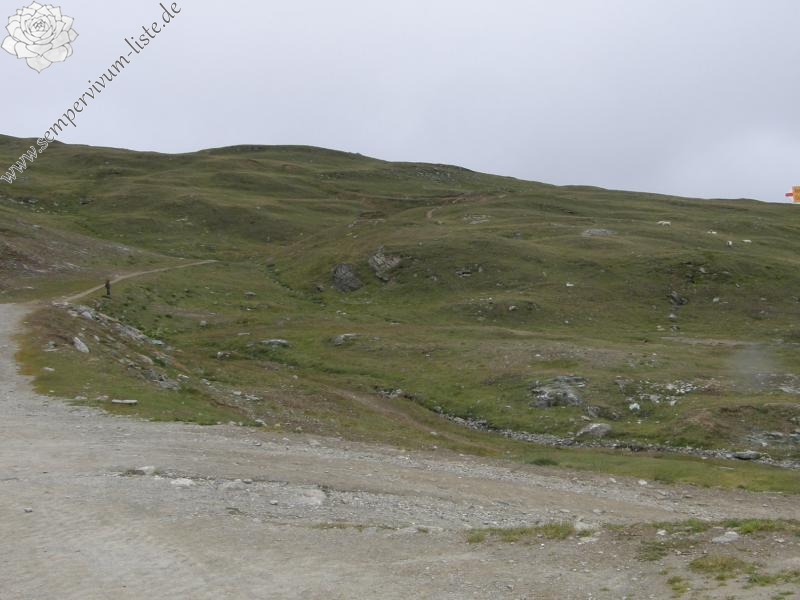montanum ssp. montanum from Gornergrat (Riffelberg)