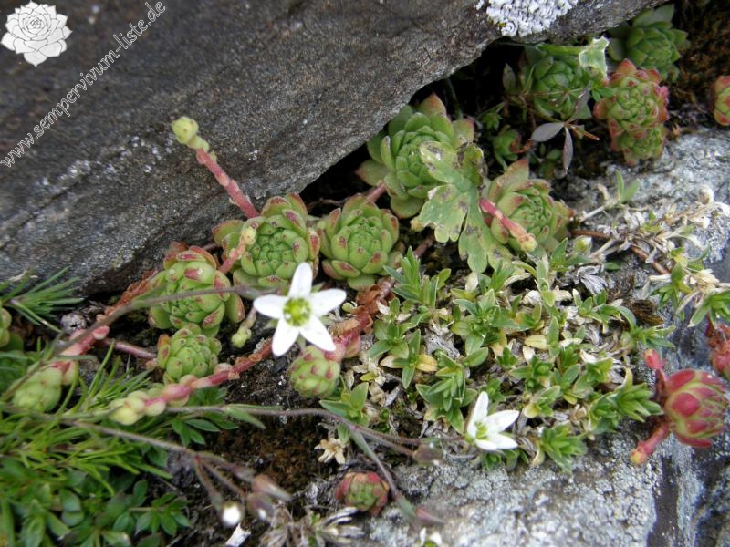 montanum ssp. montanum from Gornergrat (Riffelberg)