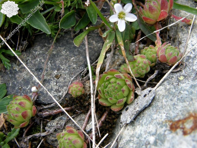 montanum ssp. montanum from Gornergrat (Riffelberg)