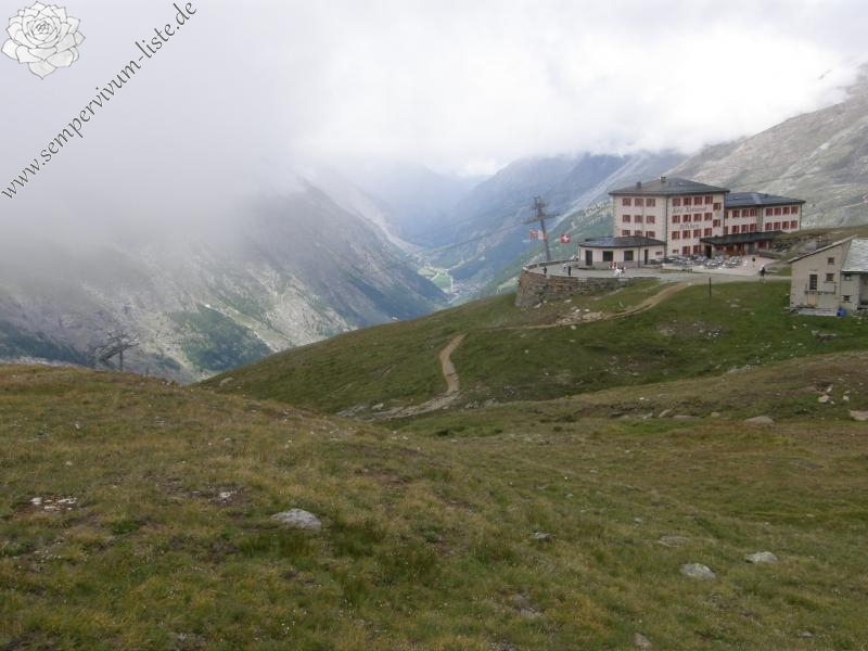 montanum ssp. montanum from Gornergrat (Riffelberg)