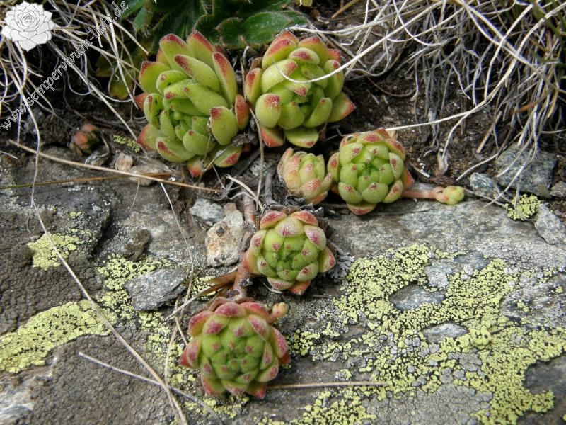 montanum ssp. montanum from Gornergrat (Riffelberg)