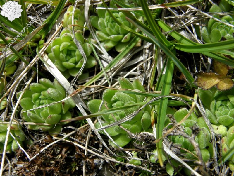 montanum ssp. montanum from Gornergrat (Riffelberg)