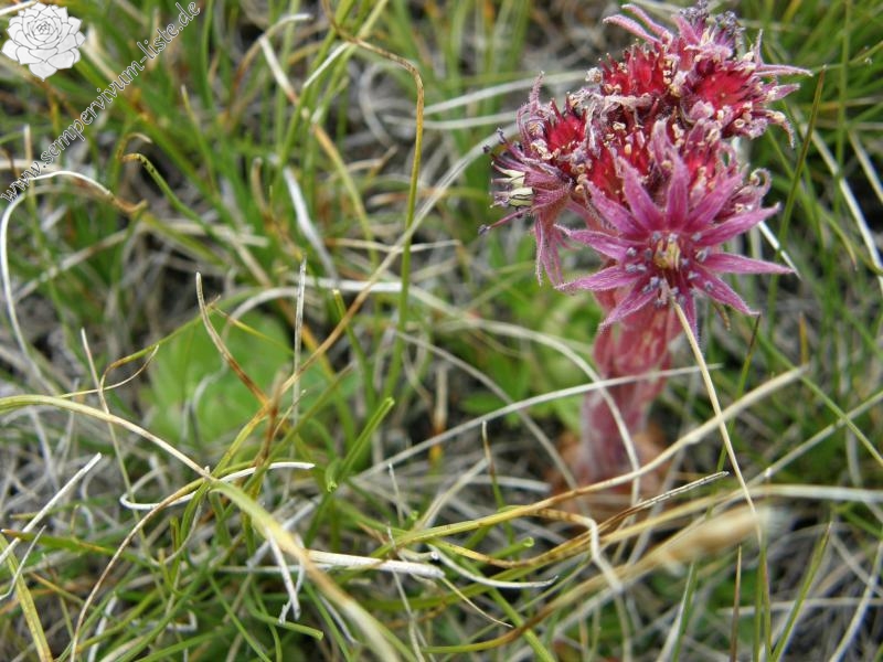 montanum ssp. montanum from Gornergrat (Riffelberg)