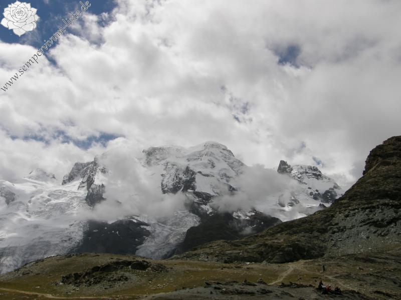 montanum ssp. montanum from Gornergrat (Rotenboden)