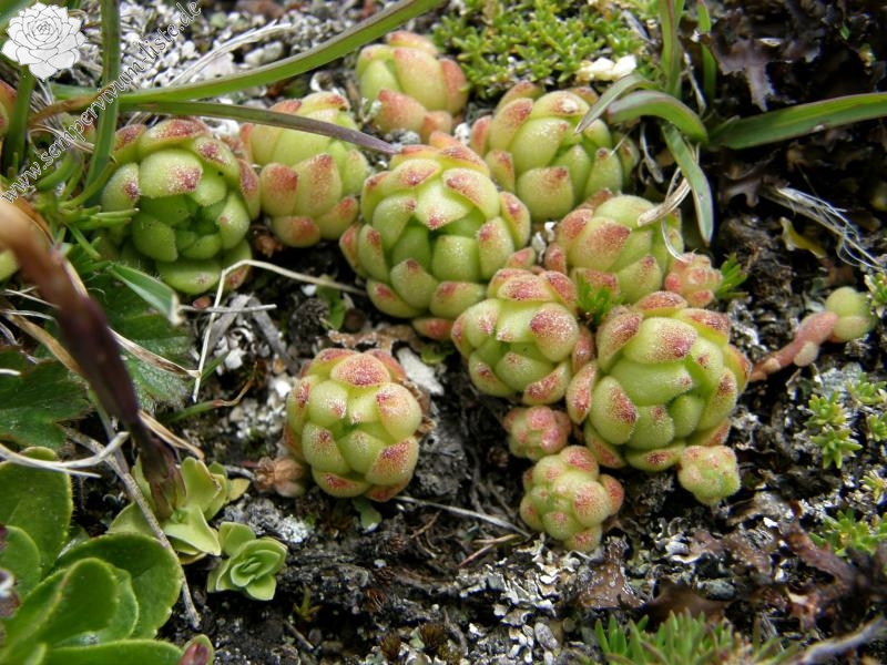 montanum ssp. montanum from Gornergrat (Rotenboden)