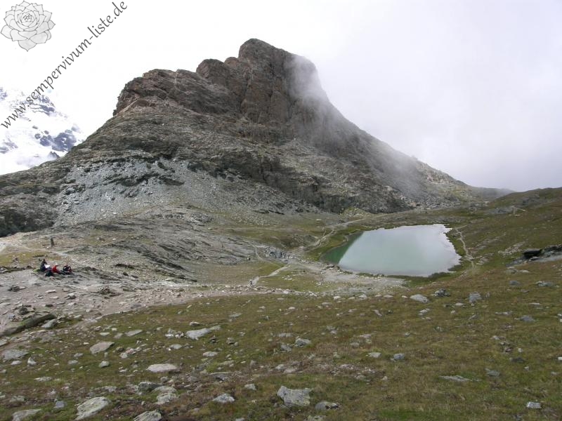 montanum ssp. montanum from Gornergrat (Rotenboden)