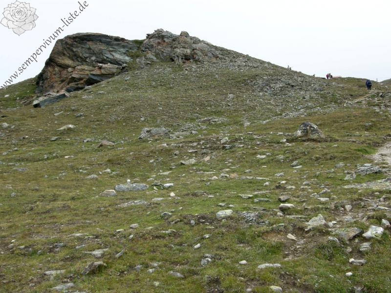 montanum ssp. montanum from Gornergrat (Rotenboden)