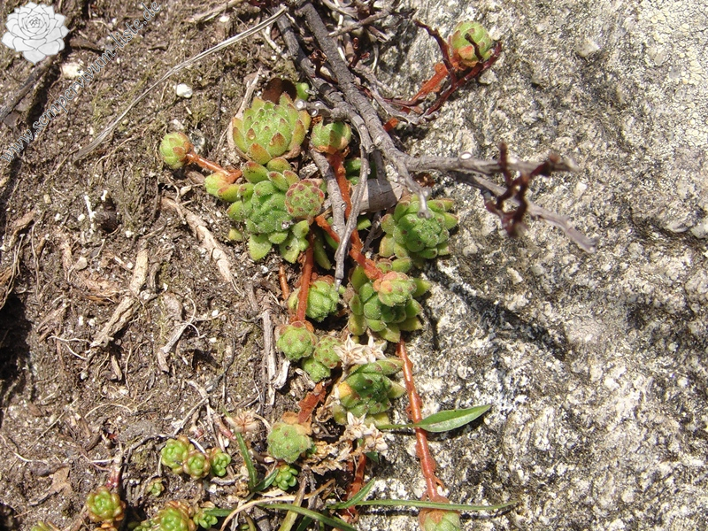 montanum ssp. montanum from Gotthard (Passhöhe)