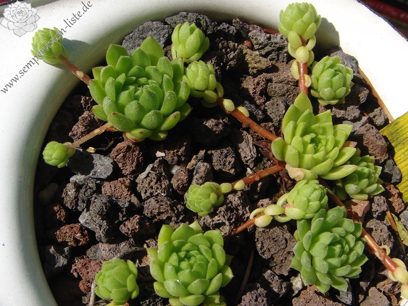 montanum ssp. montanum from Gotthard (Tremola)