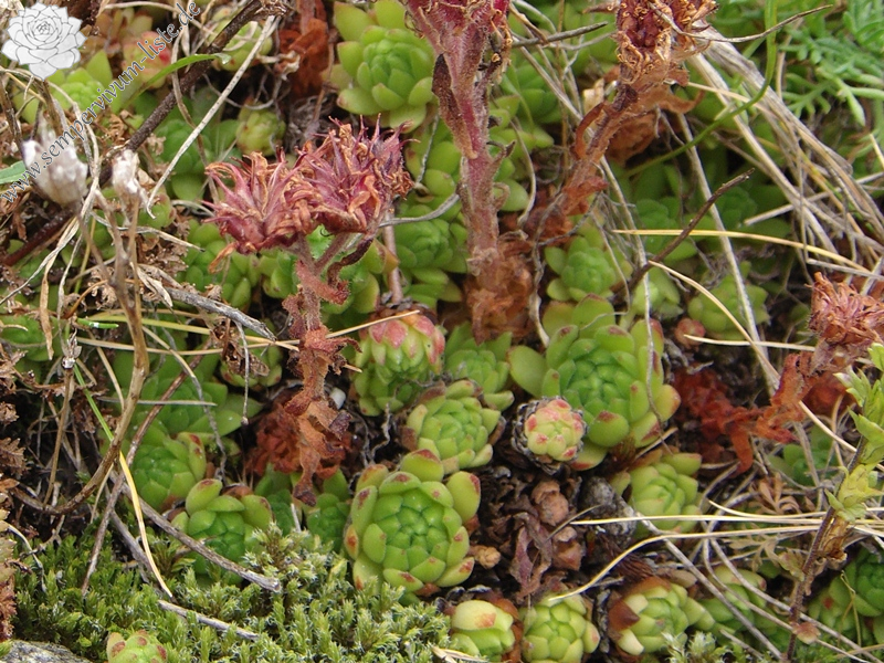 montanum ssp. montanum from Gotthard (Tremola)