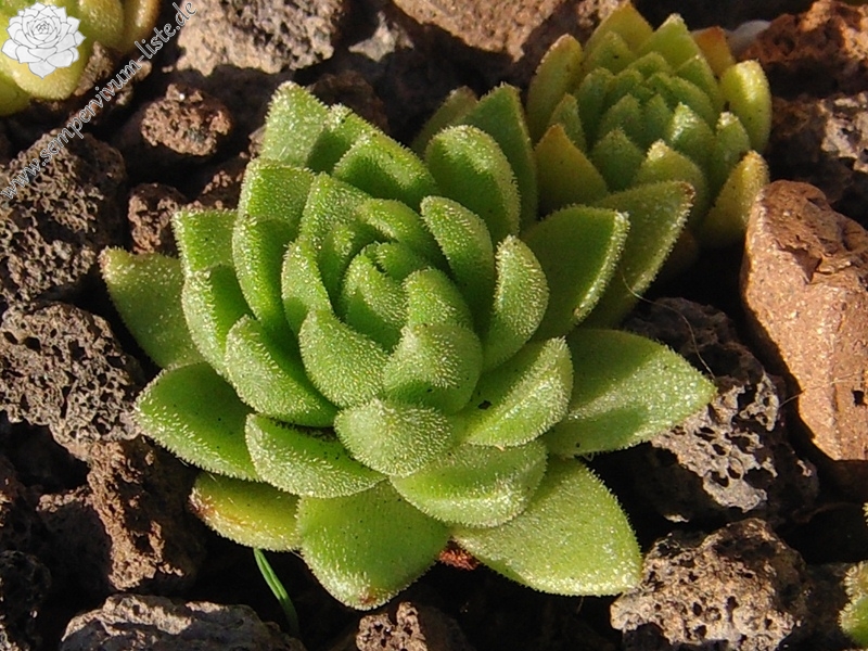 montanum ssp. montanum from Gotthard (Tremola)