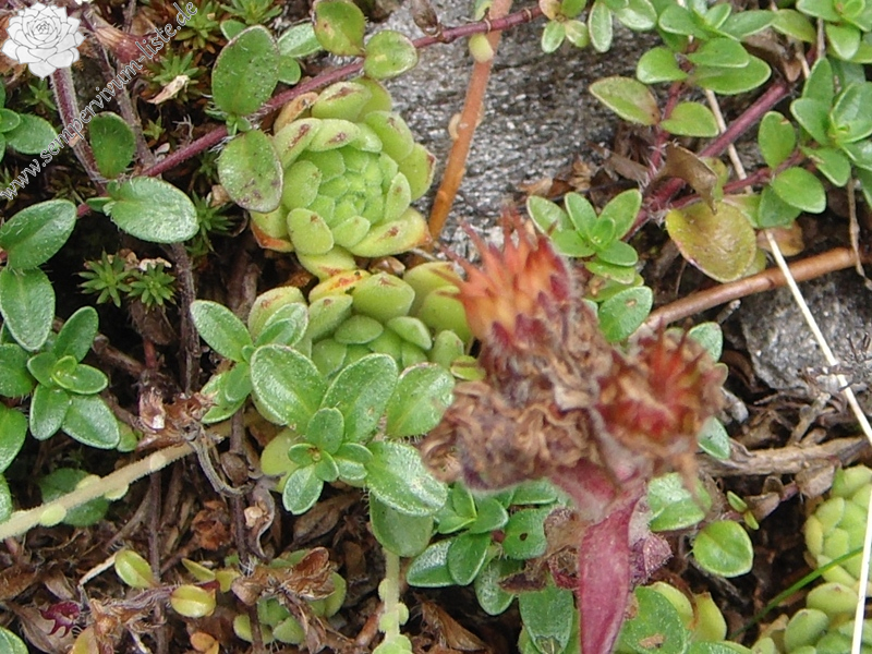 montanum ssp. montanum from Gotthard (Tremola)