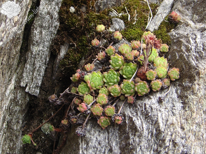 montanum ssp. montanum from Gotthard (Tremola)