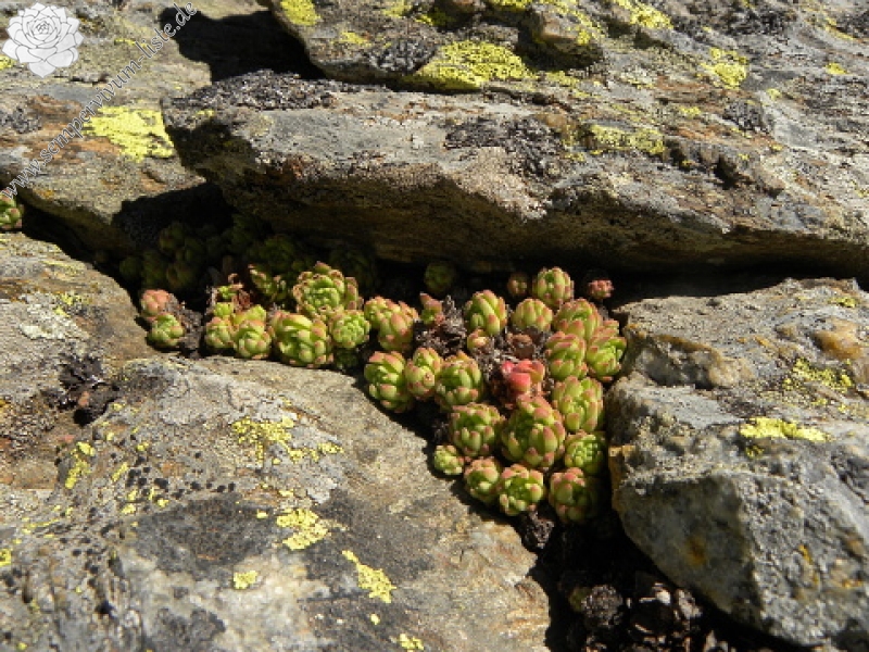montanum ssp. montanum from L'étang de Roumazet