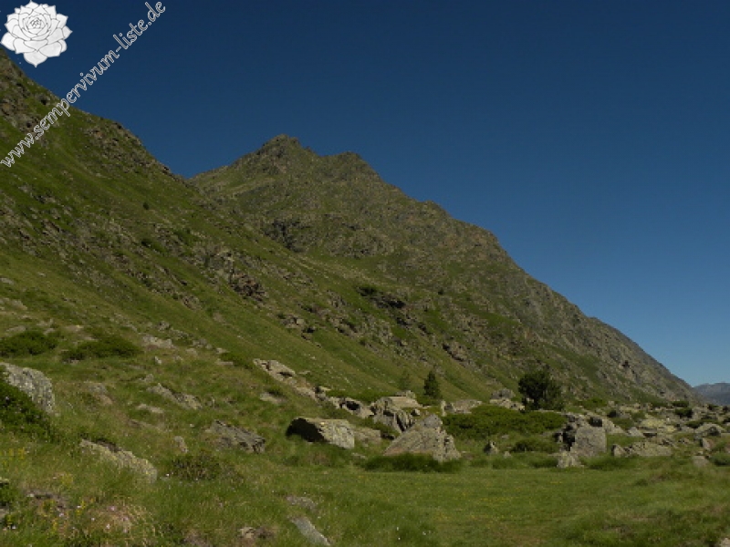 montanum ssp. montanum from L'étang de Roumazet