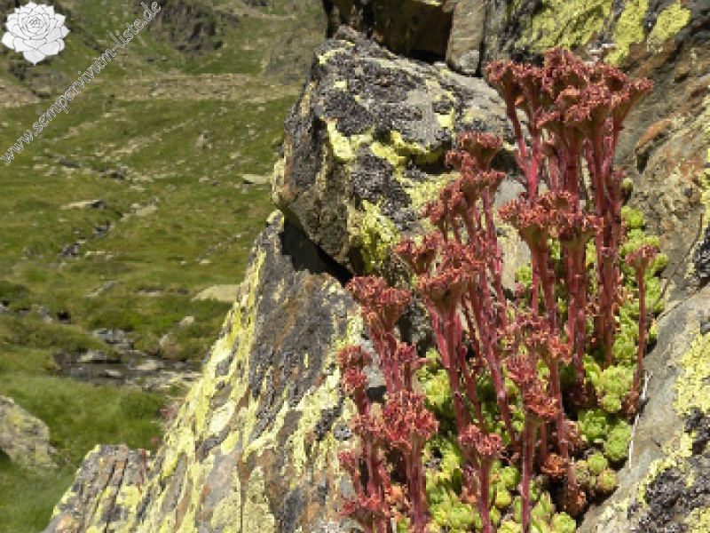 montanum ssp. montanum from L'étang de Roumazet