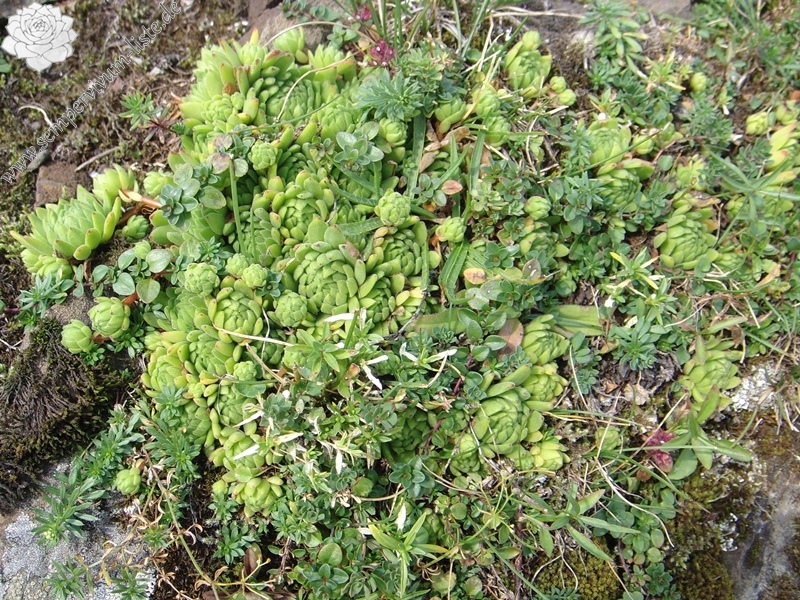 montanum ssp. montanum from Melchsee-Frutt