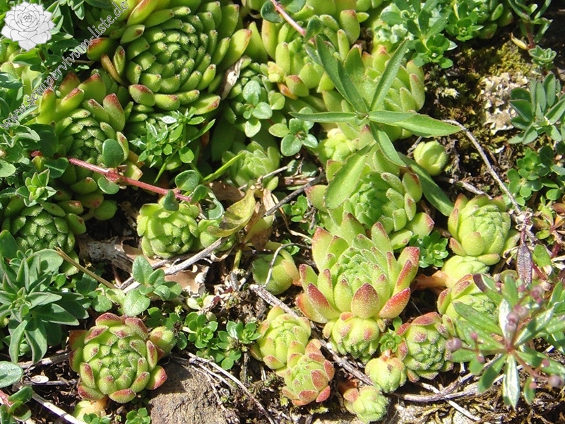 montanum ssp. montanum from Melchsee-Frutt