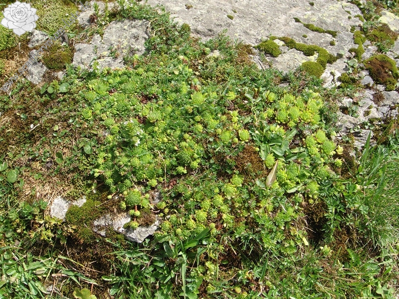 montanum ssp. montanum from Melchsee-Frutt