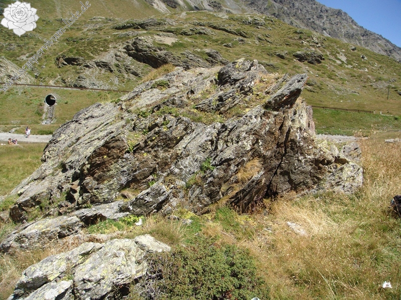 montanum ssp. montanum from Passo di Foscagno