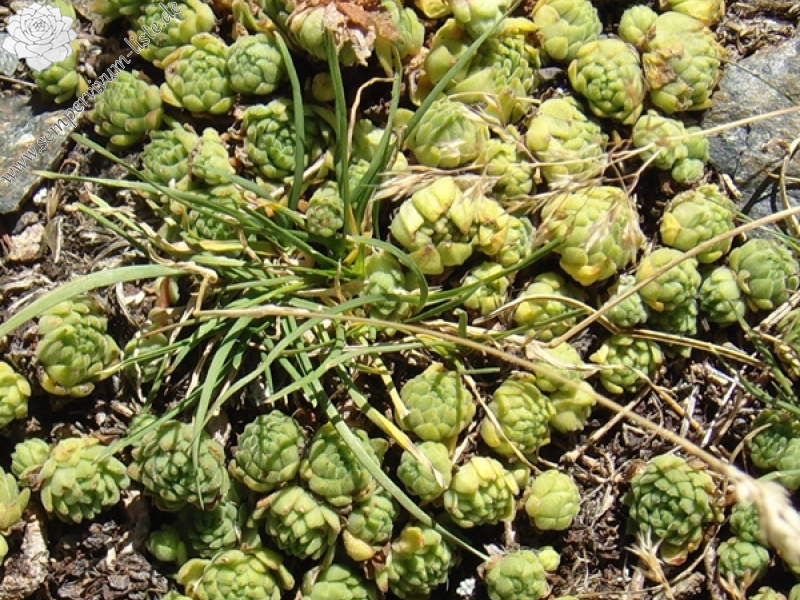 montanum ssp. montanum from Passo di Foscagno