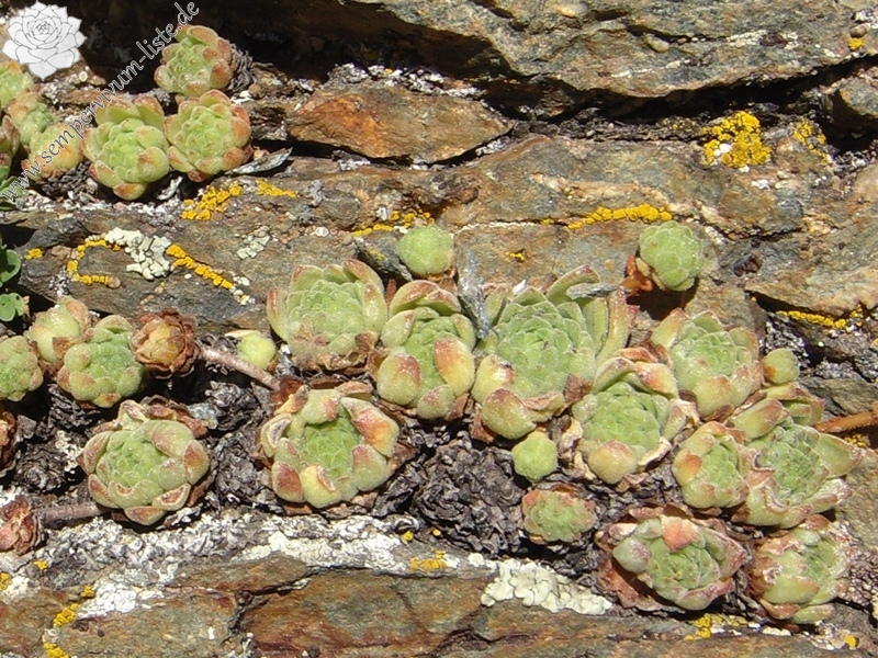 montanum ssp. montanum from Passo di Foscagno