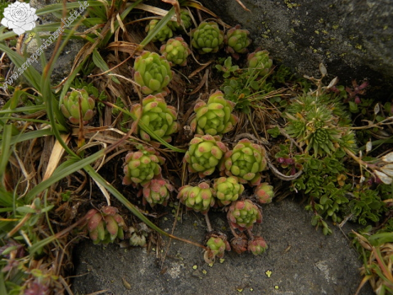 montanum ssp. montanum from Port de Boucharo