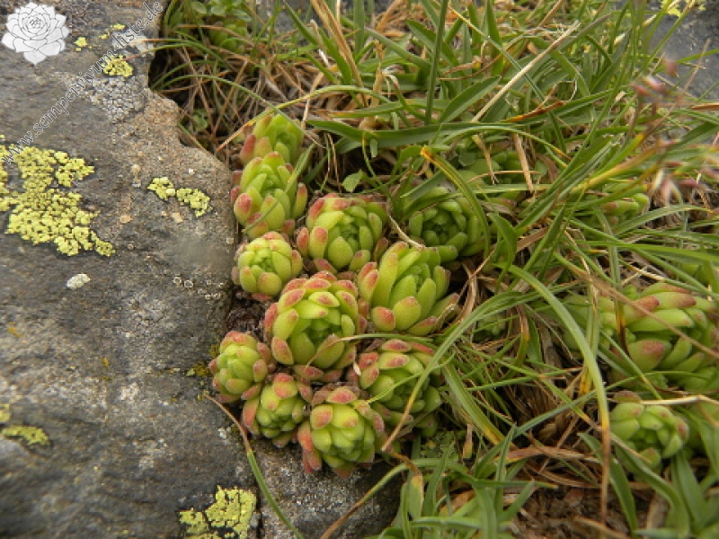 montanum ssp. montanum from Port de Boucharo