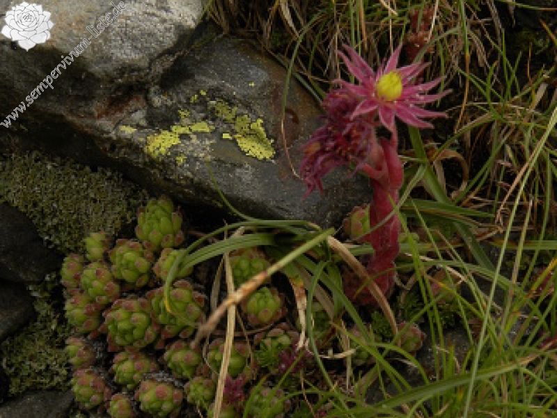 montanum ssp. montanum from Port de Boucharo