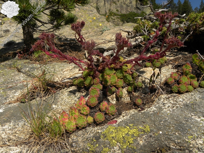 montanum ssp. montanum from Ratera, Kreuzung