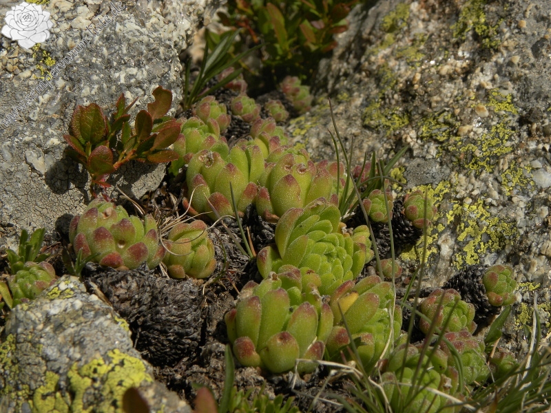 montanum ssp. montanum from Ratera, Sattel