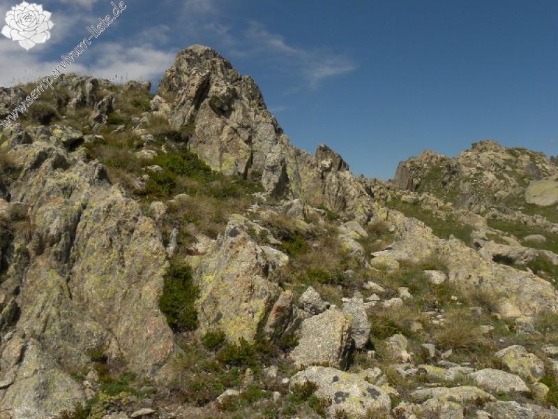 montanum ssp. montanum from Ratera, Sattel